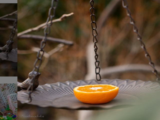 春の野鳥 メジロの餌付けと観察 のおすすめ 好物は果物とジュース Kazuブログ